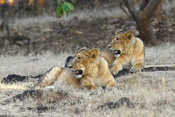 Asiatic Lioness at Gir National Park, India