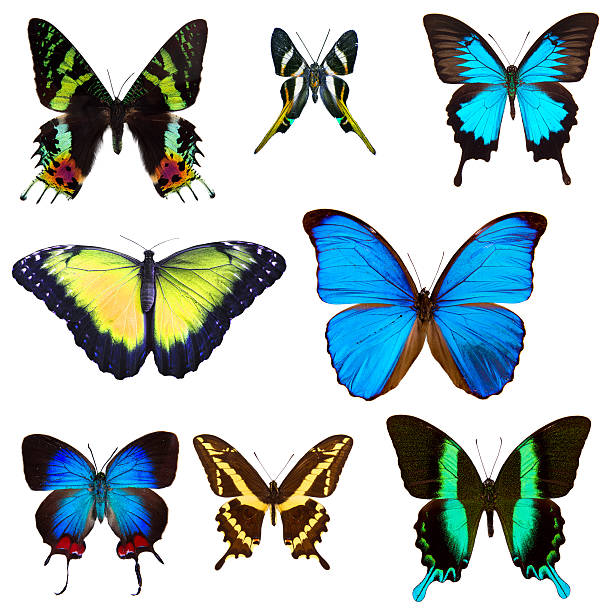 istock Collection of butterflies 487898581