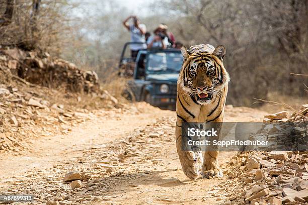 Bengal Tiger Walking On The Road Wildlife Shot Stock Photo - Download Image Now - Tiger, 4x4, India