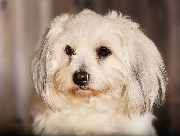 Tulear dog cotton Studio shot of little white purebred Coton de Tulear dog. coton de tulear stock pictures, royalty-free photos & images