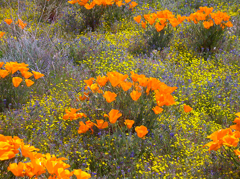 California Poppies and other wildflowers in Sagebrush in the mountains near Hemet California