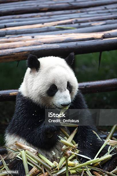 Giant Panda Bear Eating Bamboo Stock Photo - Download Image Now - Animal, Animal Wildlife, Animals Hunting