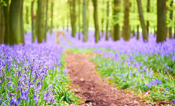 istock The Bluebell Wood 487901977