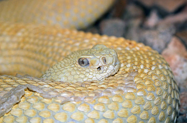 istock albino rattlesnake, melanistic 487902293