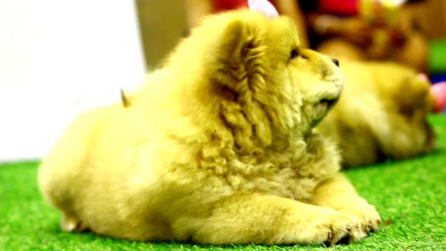 Cute chow-chow puppy