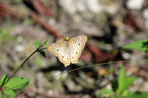 istock BUTTERFLIES OF FLORIDA 487903285