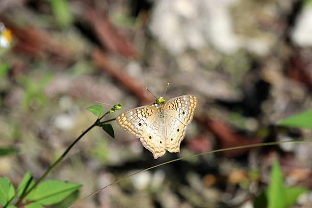 istock BUTTERFLIES OF FLORIDA 487903287