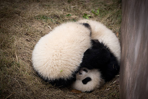 istock two cute baby pandas 487904535