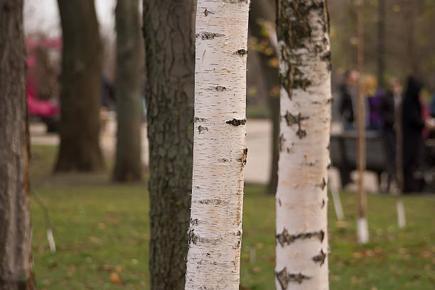 il betulla - betula papyrifera foto e immagini stock