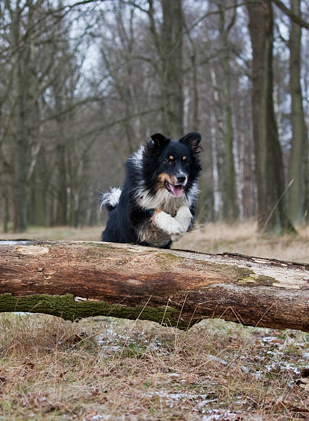 istock outdoor australian shepherd portrait 487904971