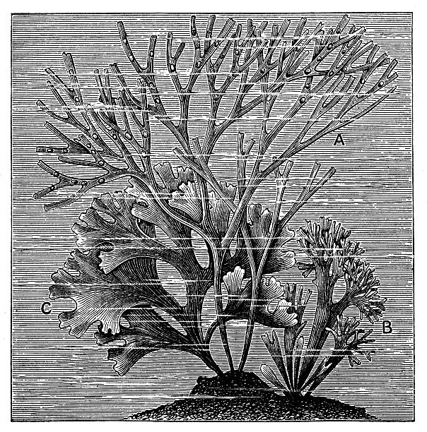 antyczne ilustracja z mchu irlandzkiego (chondrus crispus) lub carrageen moss) - red seaweed stock illustrations