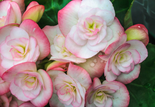 Close up of delicate begonia blossoms.