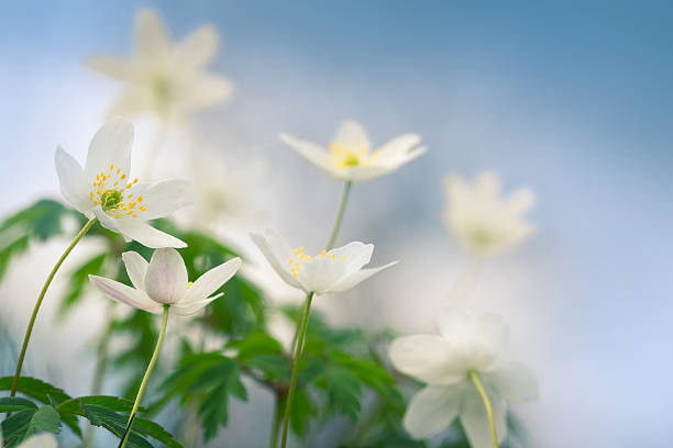春の花が咲い - sweden wildflower wood anemone flower ストックフォトと画像