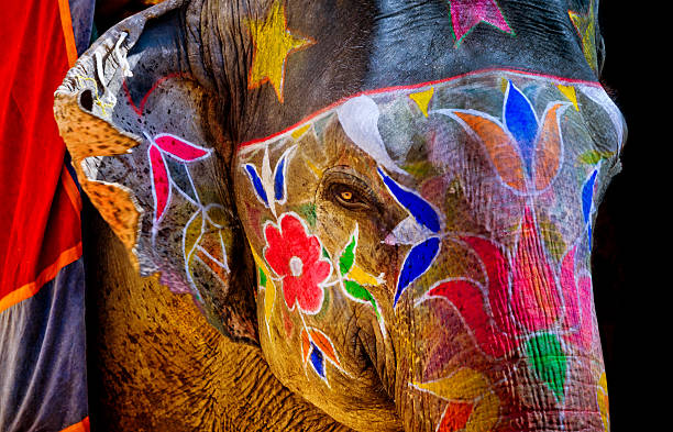 colorful painted Elephant in India Indian elephant colorful painted jaipur photos stock pictures, royalty-free photos & images