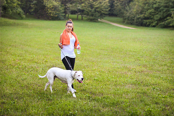 Woman walking her dog Beautiful young woman walking her Dogo Argentino (Argentine mastiff) dog in nature. About 20 years old brunette. dogo argentino stock pictures, royalty-free photos & images