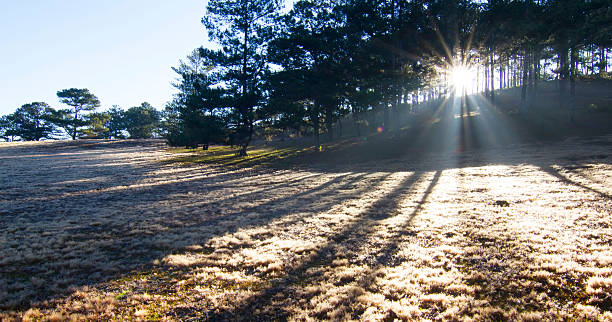 istock sun shine through forest make beautiful sun ray at dawn 487912160
