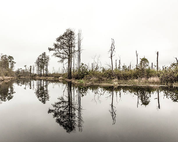 istock Edge of the Swamp 487914458