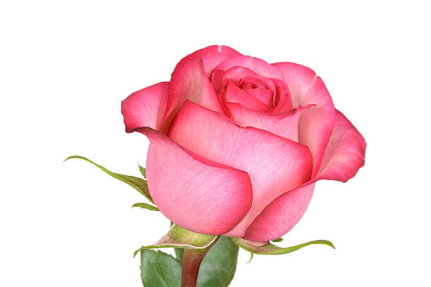 istock closeup pink and red rose 487914474