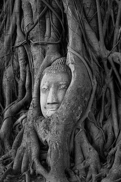 istock Head of Sandstone Buddha in The Tree Roots 487914704