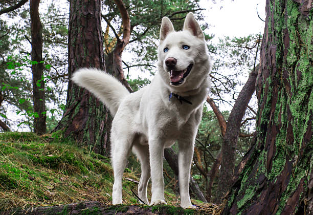 White siberian husky in the forest stock photo