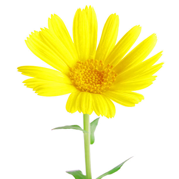 istock Sweet flora on with isolated 487915588