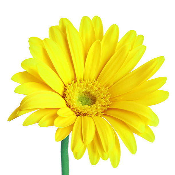 istock Sweet flora on with isolated 487916110