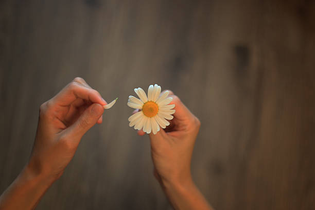 istock guesses on camomile for love 487916358