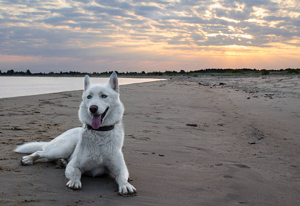 White siberian husky lying on the beach stock photo