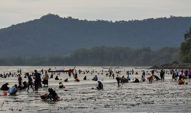 istock Local event Mussel Hunting 487917096
