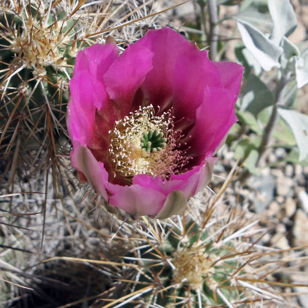 desabrochando cacto hedgehog, echinocereus - single flower flower cactus hedgehog cactus imagens e fotografias de stock