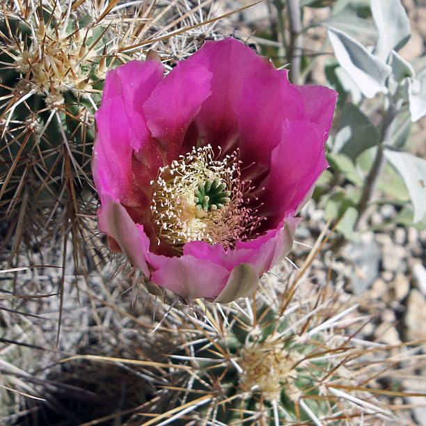 блюминг ежик кактус, echinocereus - single flower flower cactus hedgehog cactus стоковые фото и изображения