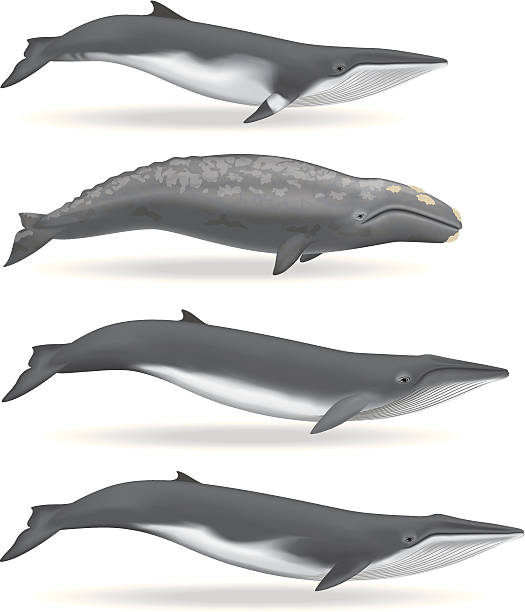 Whales 3 Illustrations of a Minke Whale, Gray Whale, Sei Whale, and a Fin Whale. Download includes: PDF, JPG, and EPS formats. gray whale stock illustrations