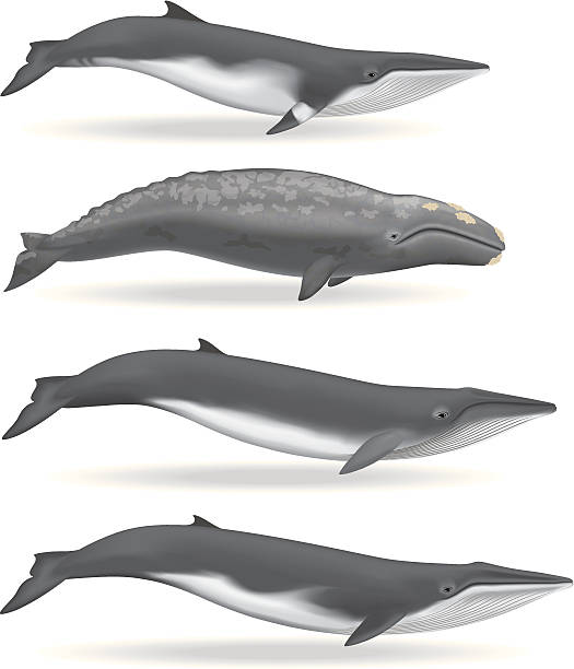 Whales 3 vector art illustration