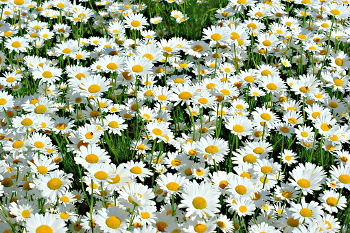 Large cluster of white & yellow Shasta Daisies