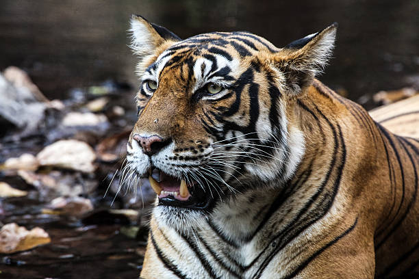 istock Bengal Tiger close wildlife shot 487917797