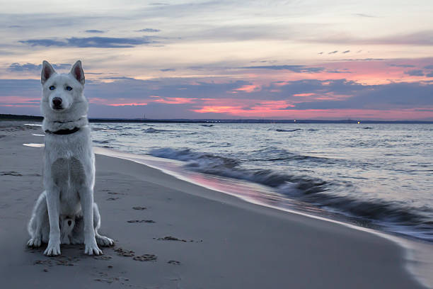 White siberian husky sitting on the beach stock photo