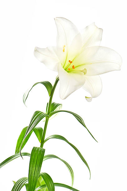 istock lily flowers head on white background 487918361