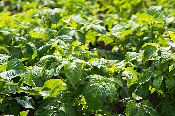 istock Potatoes on the summer day 487918852