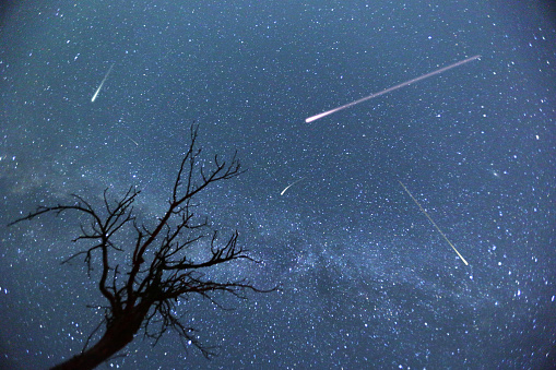 Composite image of shooting stars with a silhouette of a small tree during the 2015 Perseid Meteor Shower.