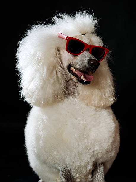 istock Close-up Royal Poodle Portrait 487919337