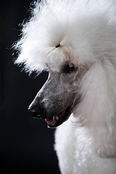 istock Close-up Royal Poodle Portrait 487919341