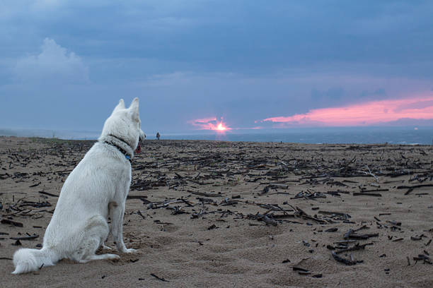 White siberian husky watching sunset over the sea stock photo