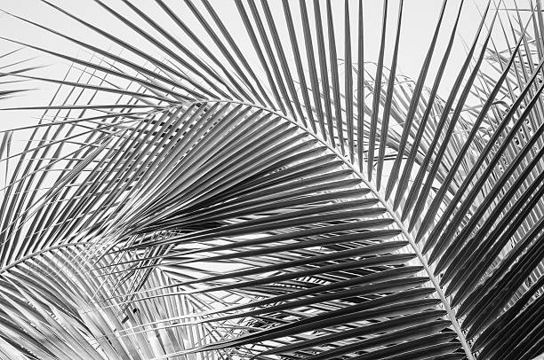 istock Leaves of palm tree for background 487920053