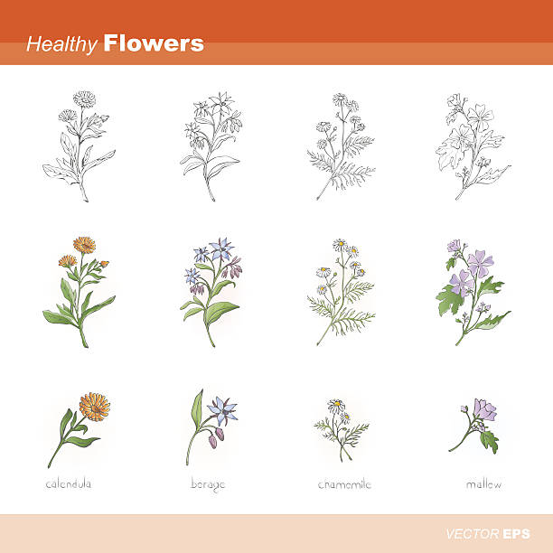 ilustraciones, imágenes clip art, dibujos animados e iconos de stock de flores sanos - borage