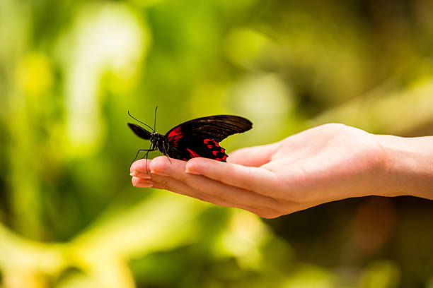istock Girls hand with butterfly 487920467