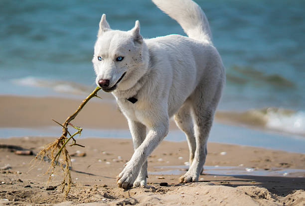 White siberian husky playing on the beach stock photo