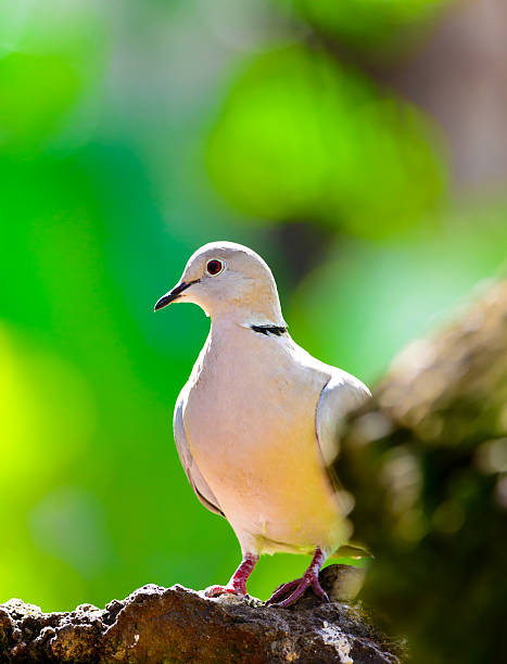 Eurasian Collared Dove stock photo
