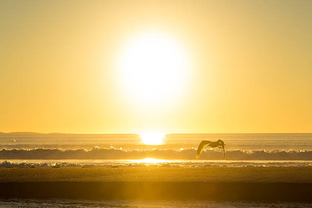 istock Seagull flying in front of the morning sun 487921394