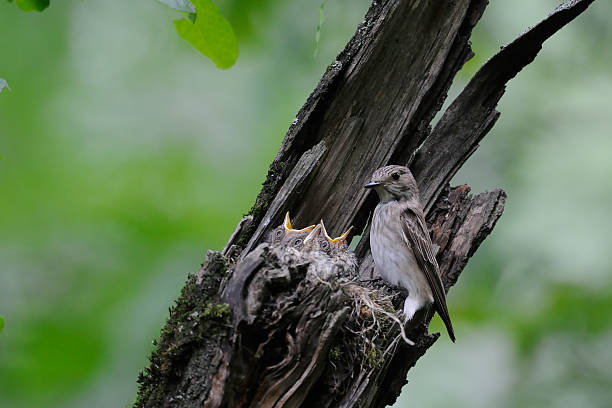 istock Spotted Flycatcher at the nest with chicks 487921568