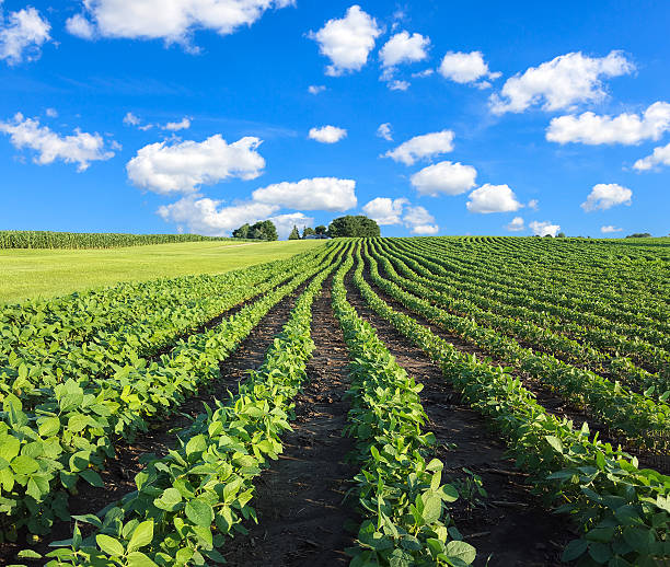 istock Soybean field at harvest time 487921766
